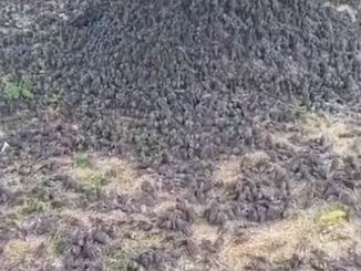 Video: ¡Como una película de terror! Hallaron cientos de aves muertas en un cementerio 1 Hallaron cientos de aves muertas en un cementerio