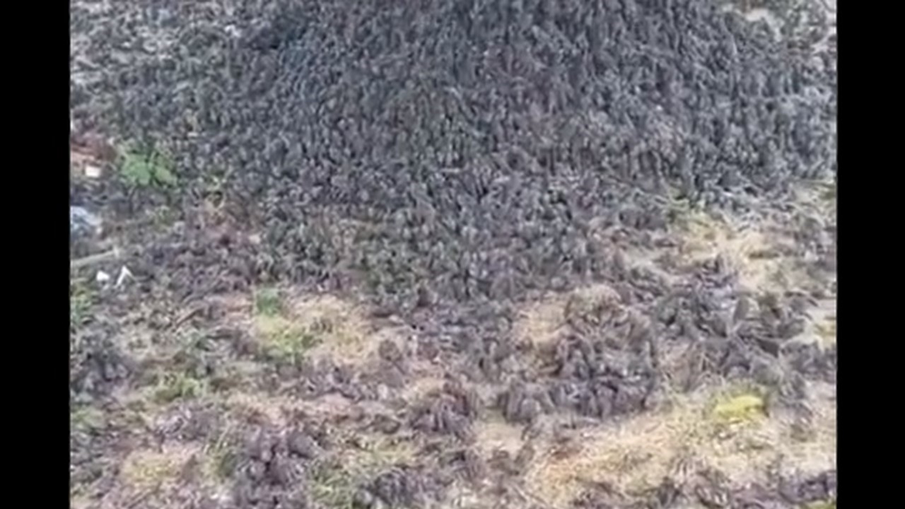 Hallaron cientos de aves muertas en un cementerio