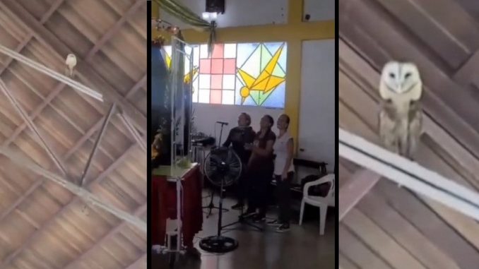bailando lechuza canto iglesia