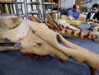 Hallaron fósil de ballena de cuatro patas 1 ballena de cuatro patas