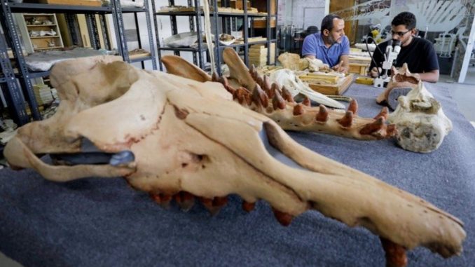 ballena de cuatro patas