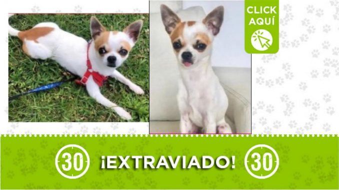 Perrito perdido Perrito perdido