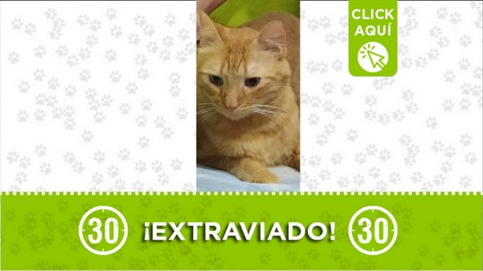 betto perdido gato manrique