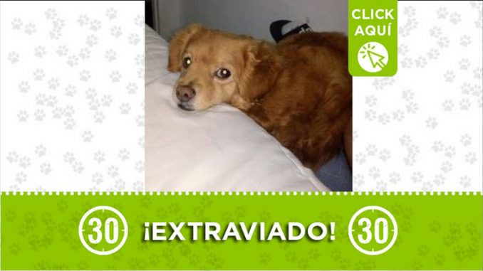 bruno calatrava itagui perdido