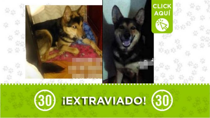 Perrito perdido Perrito perdido
