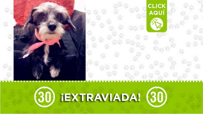 "Chiqui" se extravió en Castilla ¿La ha visto? "Chiqui" se extravió en Castilla ¿La ha visto?