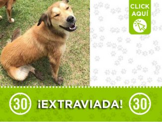 Buscan a "Cafecita", se extravió en Caldas, Antioquia 3 Buscan a "Cafecita", se extravió en Caldas, Antioquia