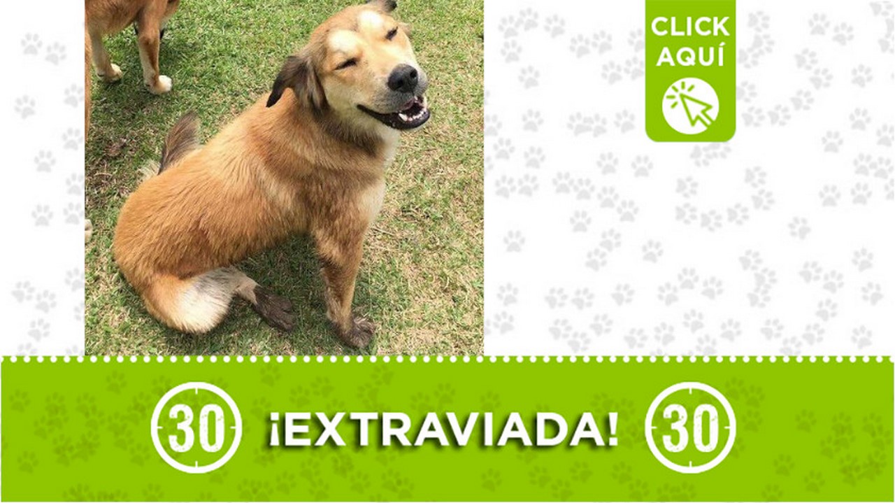 Buscan a "Cafecita", se extravió en Caldas, Antioquia