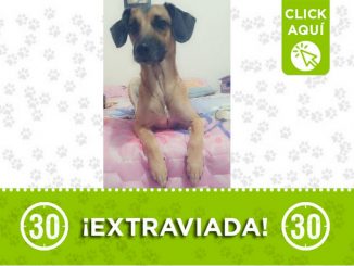 Esta perrita se perdió hace dos meses en Aranjuez y sus dueños la buscan 3 Perrita perdida