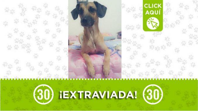 Perrita perdida Perrita perdida