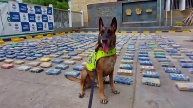 canino cusco groga coca europa