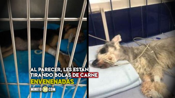 Denuncian envenenamiento masivo de perros en una unidad de Robledo Denuncian envenenamiento masivo de perros en una unidad de Robledo