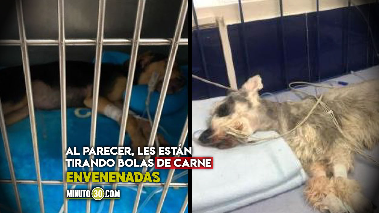 Denuncian envenenamiento masivo de perros en una unidad de Robledo