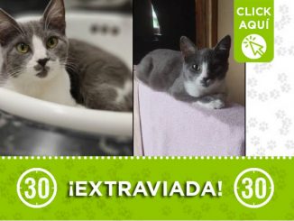 Buscan a esta gatica llamada 'Ceniza', se perdió en Moravia 1 Gatica perdida