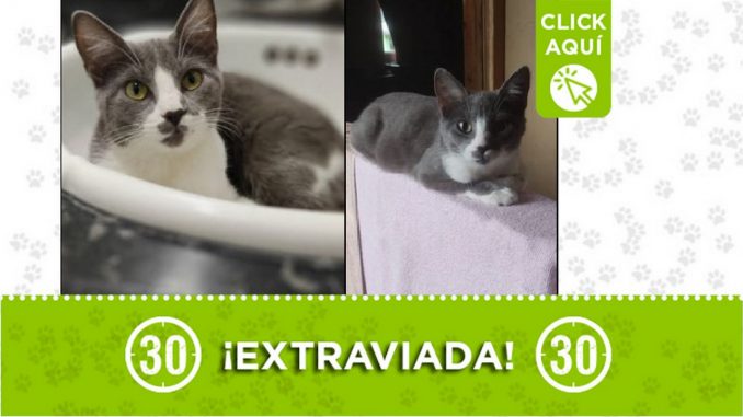 Gatica perdida Gatica perdida