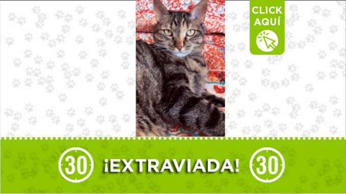 claeo perdida san lukas