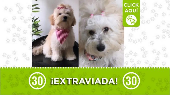Perrita perdida Perrita perdida