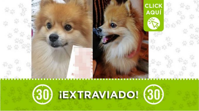 Perrito perdido Perrito perdido