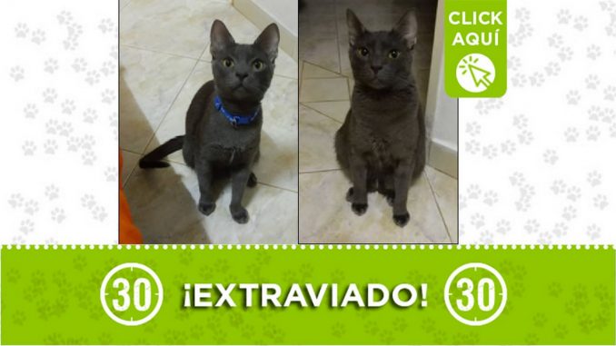 Gatico perdido Gatico perdido