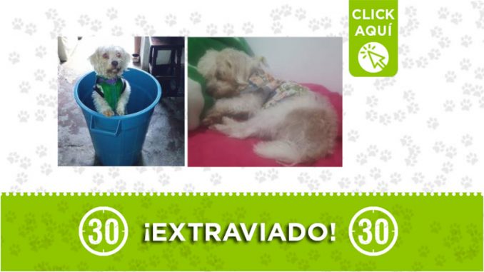 copito copito