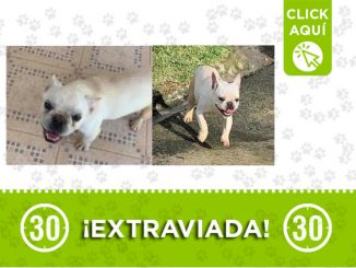 'Crema' se perdió en Caldas ¡Comparte! 2 crema