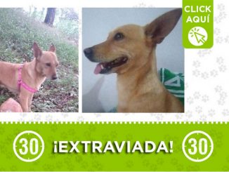 "Dana" se extravió en El Salvador 1 "Dana" se extravió en El Salvador