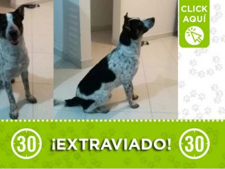 "Dooby" se extravió desde ayer en La Floresta 1 "Dooby" se extravió desde ayer en La Floresta