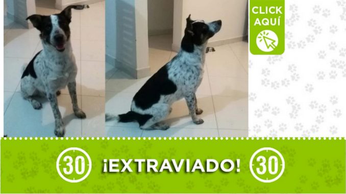 "Dooby" se extravió desde ayer en La Floresta "Dooby" se extravió desde ayer en La Floresta