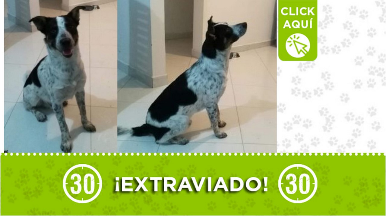 "Dooby" se extravió desde ayer en La Floresta