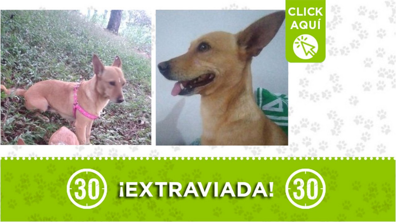 "Dana" se extravió en El Salvador