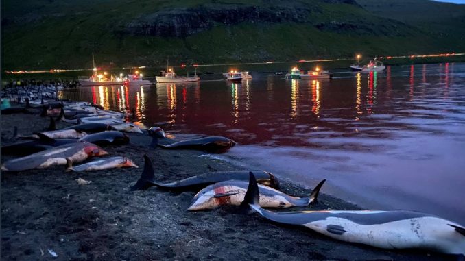 delfines