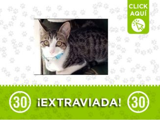 ¿La ha visto? 'Dulcinea' se perdió en Niquía Camacol 1 dulcinea