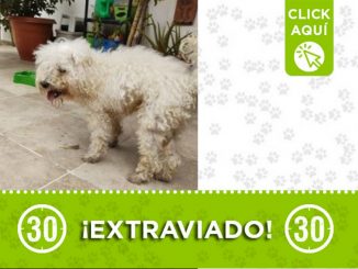 "Crespo" se extravió en Rionegro 1 "Crespo" se extravió en Rionegro