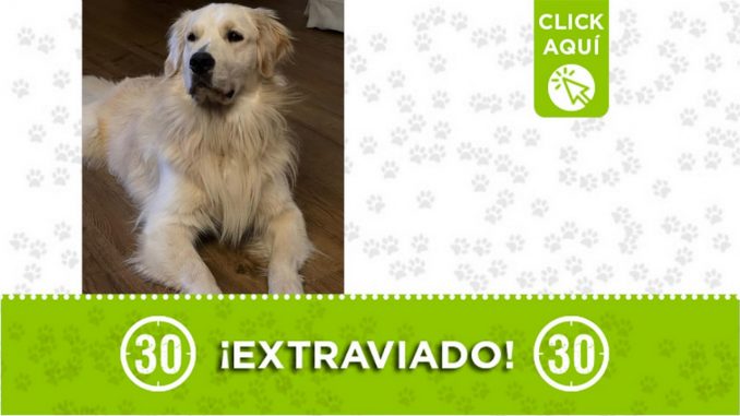 "Enzo" se extravió en El Retiro "Enzo" se extravió en El Retiro
