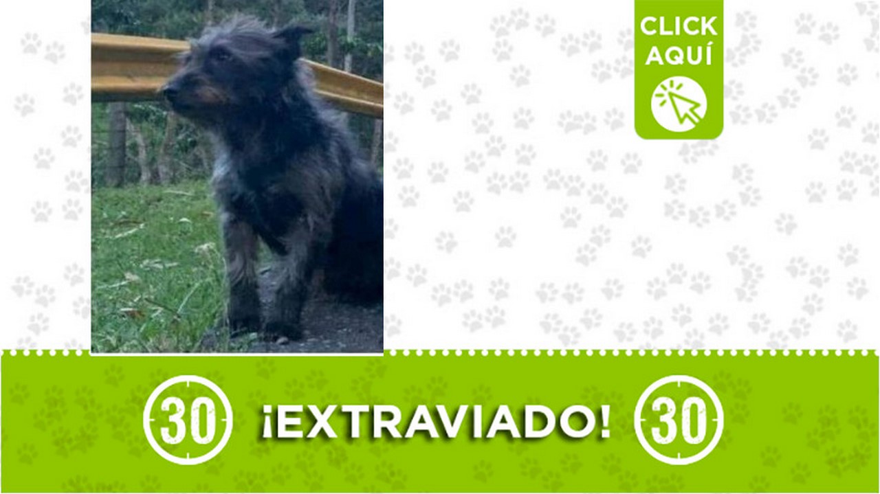 "Boby" se extravió en la vereda La Catedral de Envigado