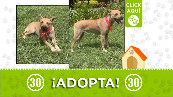 Perrita en adopción Perrita en adopción