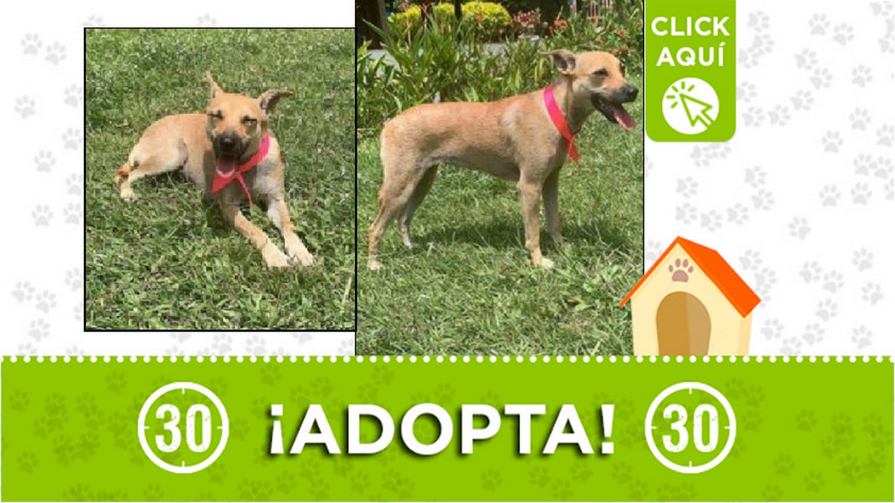 Perrita en adopción