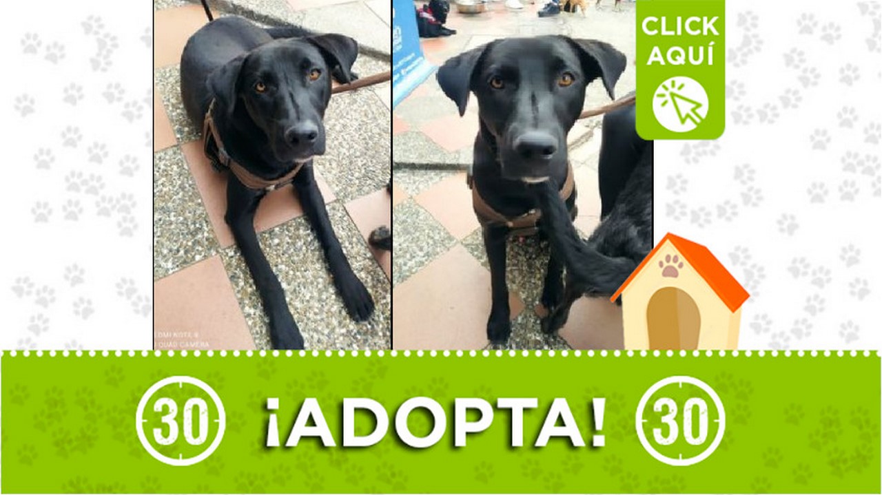 Perrito en adopción