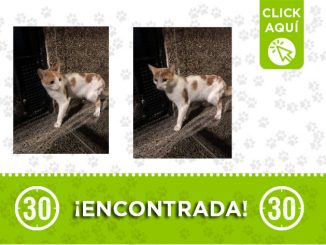 ¿Es suya? Esta gata fue encontrada en el barrio Terranova 1 Terranova-encontrada