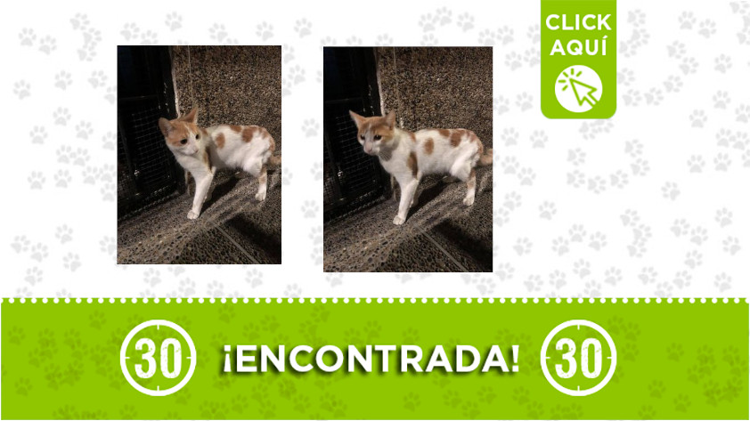 Terranova-encontrada