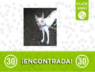 Esta perrita fue encontrada en Buenos Aires ¿La reconoce? 1 Buenos Aires-encontrada