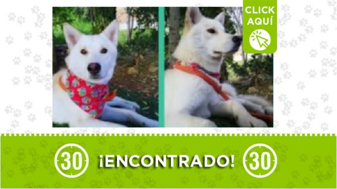 Perrito encontrado Perrito encontrado