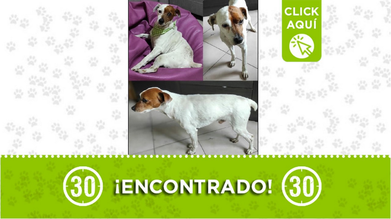 Perrito encontrado