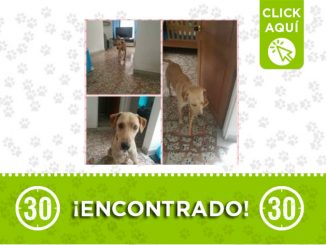 Este perrito fue encontrado en el barrio Los Colores ¿Es suyo? 1 Los Colores-encontrado
