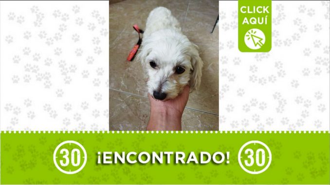 encontrado perrito limonar 2021
