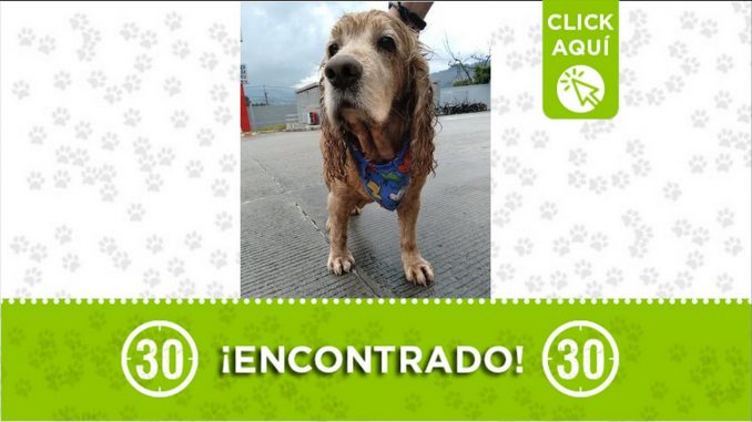 encontradp autopista norte perrito