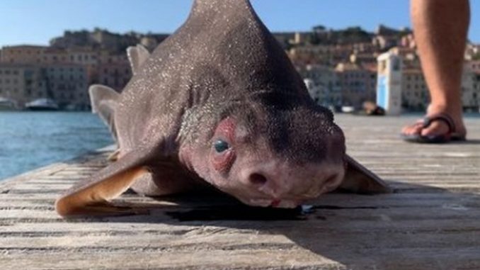 extraña criatura marina pez cerdo