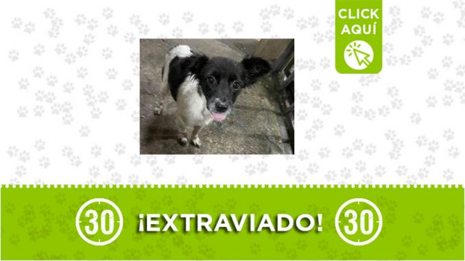 Pachelly-extraviado Pachelly-extraviado