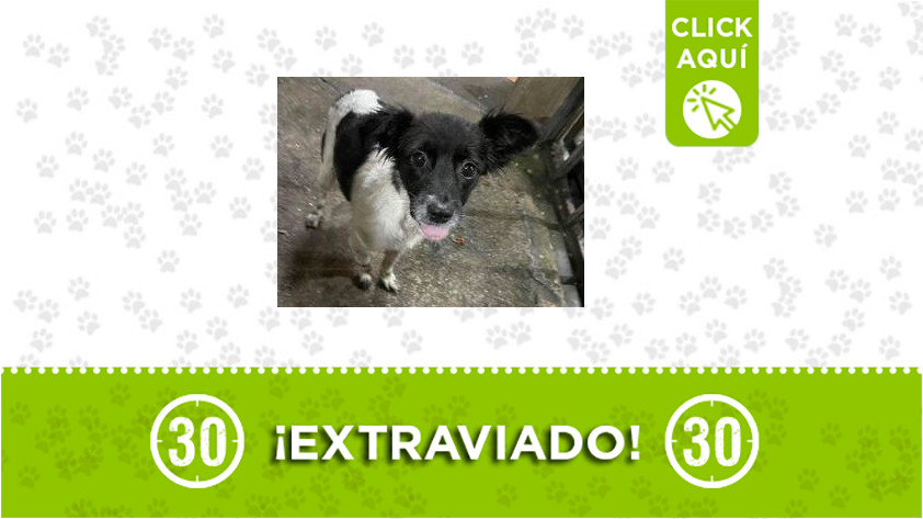 Pachelly-extraviado
