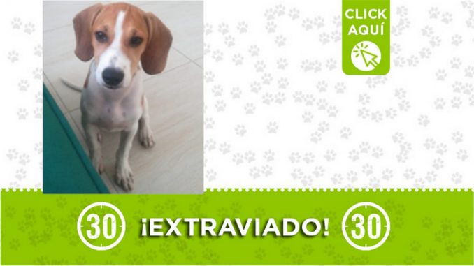 f"Oreo" se perdió en San Javier desde el sábado "Oreo" se perdió en San Javier desde el sábado